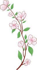 sakura flower