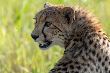 Portrait photo of a cheetah in the grasslands of Africa