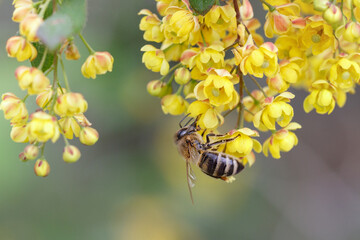 A honey bee pollinates yellow barberry flowers. Insects in the garden.