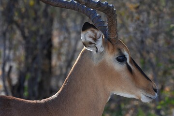 Schwarznasen-Impala im Etoscha Nationalpark in Namibia. 