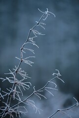 A winter frozen morning with glaze ice