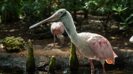 red stork