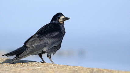 Rook