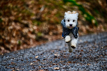 Cockapoo Welpe mit Regenmantel