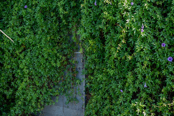 An iron door covered with green plants, climbing plants on the wall, background, close up.