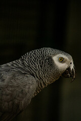 a beautiful parrot
