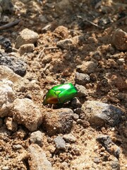 metal green beetle