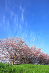 Spring Scenery In Japan, Cherry blossoms of the Kawasaki Tamagawa River Embankment