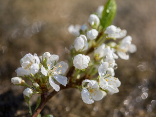 A branch of a flowering tree in the spring is close-up. Natural background