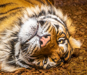 Close-up of a Sumatran tiger lying upside down