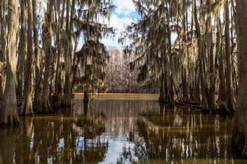 Beautiful cypress trees on Caddo Lake, Texas, on a winter morning