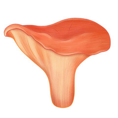 Chanterelle isolated on transparent background 