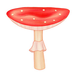 Fly agaric isolated on transparent background 