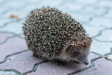 Close-up portrait of a hedgehog standing on a paving slab in a park