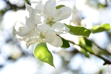 kwiat jabłoni, biała gałązka, lato, sad, płatki białe, kruchość, wiosna, delikatność,...