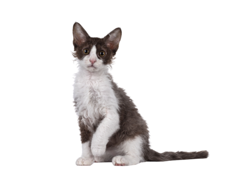 Cute brown with white LaPerm cat kitten, sitting side ways with one paw playful in air. Looking straight to camera with orange eyes. Isolated cutout on transparent background.