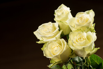 Rose bloom. Natural blooming flower blossom, isolated on the black background. Valentines day cards