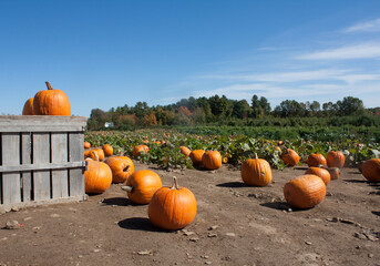 Pumpkin Patch