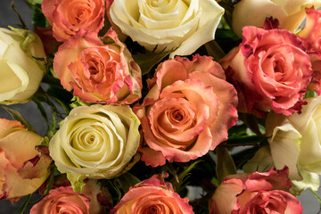 Rose bloom. Natural blooming flower blossom, isolated on the black background. Valentines day cards