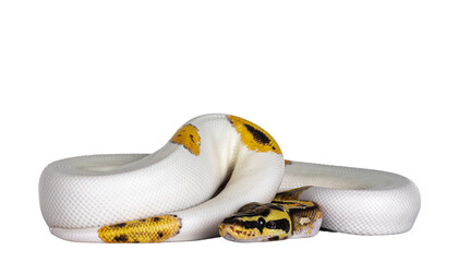 Young Piebald Ball Python aka Python Regius snake. Very high on white with button like yelow with...