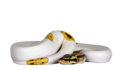 Young Piebald Ball Python aka Python Regius snake. Very high on white with button like yelow with black spots or dots. Isolated cutout on a transparent background.