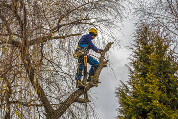 professional cutting, arborist removing a bare side branch safely with pruning saw. tree surgeon...