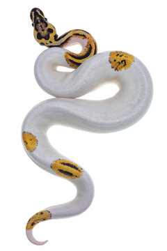 Top view of young Piebald Ball Python aka Python Regius snake. Very high on white with button like yelow with black spots or dots. Isolated cutout on a transparent background.