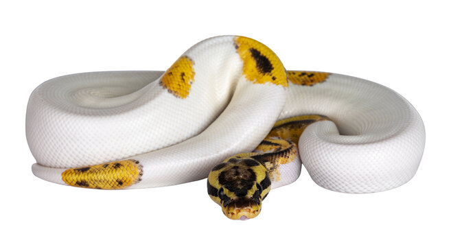 Young Piebald Ball Python aka Python Regius snake. Very high on white with button like yelow with black spots or dots. Isolated cutout on a transparent background.