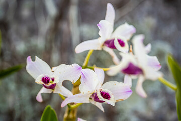 Beautiful white and violet orchid in a blooming garden