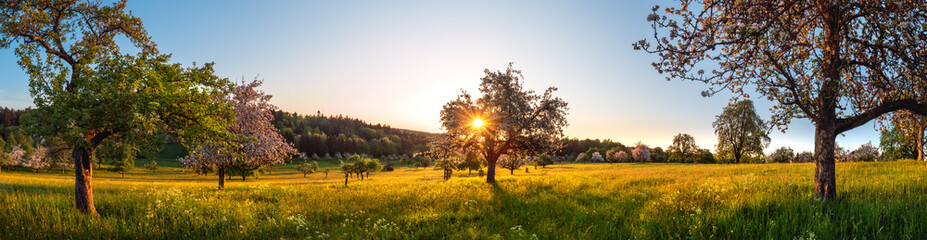 Vast meadow with blossoming trees in spring at sunrise, panoramic idyllic rural landscape