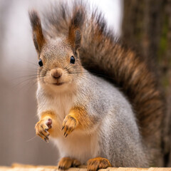 Naklejka na ściany i meble close up of a smiling red squirrel sitting on its hind legs with blurred light background