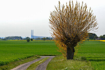 View with a Willow tree in the foreground
