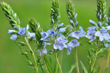 In the spring, the Veronica prostrata blooms among the herbs
