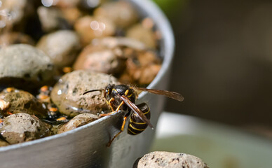 A wasp bending forwards over the edge of a water bowl