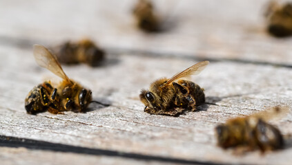 Dead bees on a wooden surface