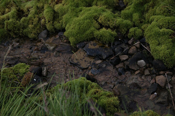 Carpathian mountain river. Water flows over stones.