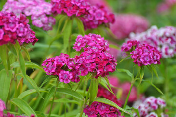 Carnation blooms on the flowerbed