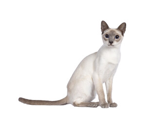 Young adult lilac Thai cat sitting side ways, looking towards camera with dark blue eyes. Isolated cutout on a transparent background.
