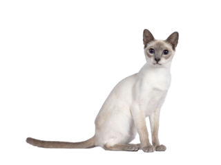 Young adult lilac Thai cat sitting side ways, looking towards camera with dark blue eyes. Isolated cutout on a transparent background.