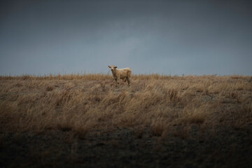 A Cow Alone In A Winter Overcast Field Looking At You