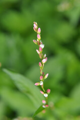Fototapeta premium Persicaria hydropiper grows in the wild