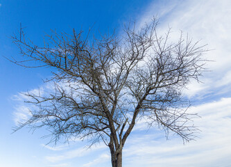 TREE WITH BACKGROUND OF BLUE SKY