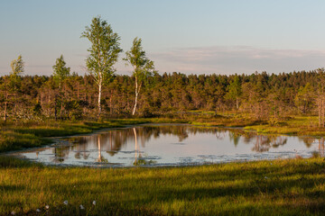 early foggy morning on a swamp lake