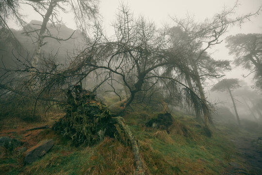Creepy ripped up tree in the woods in mist