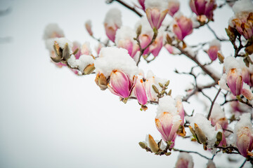 A rare spring flower, a magnolia.close-up in the snow