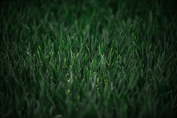 Green wheat in a wheat field close-up. Wheat background.