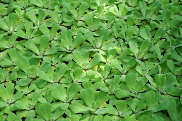 Green plants on the bog