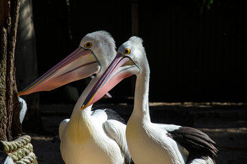 Australian Pelican (Pelecanus conspicillatus)