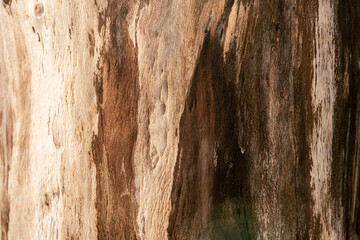 tło drewno naturalne w kolorze brązowym ze słojami - obrazy, fototapety, plakaty