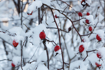 Red rosehip berries covered with snow in winter